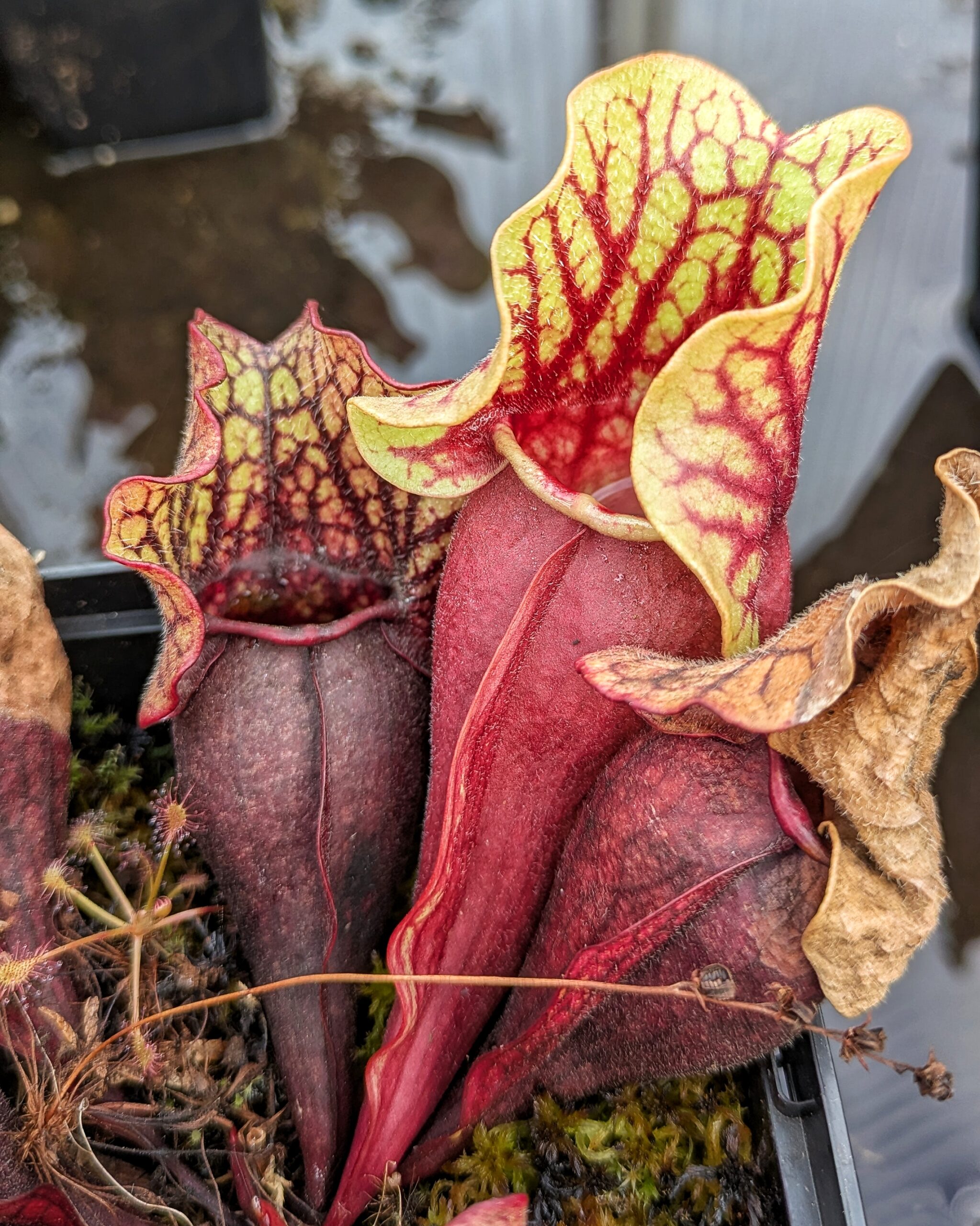 Sarracenia purpurea ssp. venosa - Tattnall Co., GA