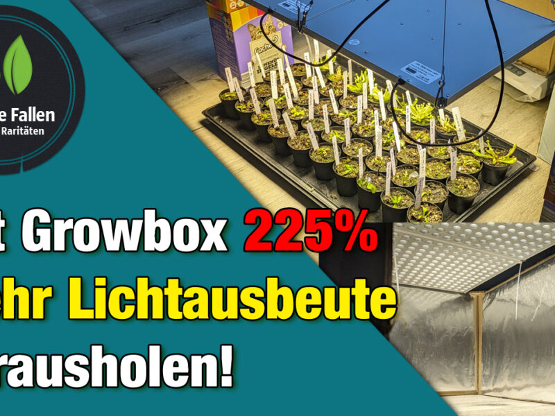 Mit Growbox Lichtausbeute um 225% steigern!