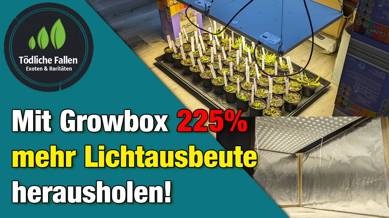 Mit Growbox Lichtausbeute um 225% steigern!