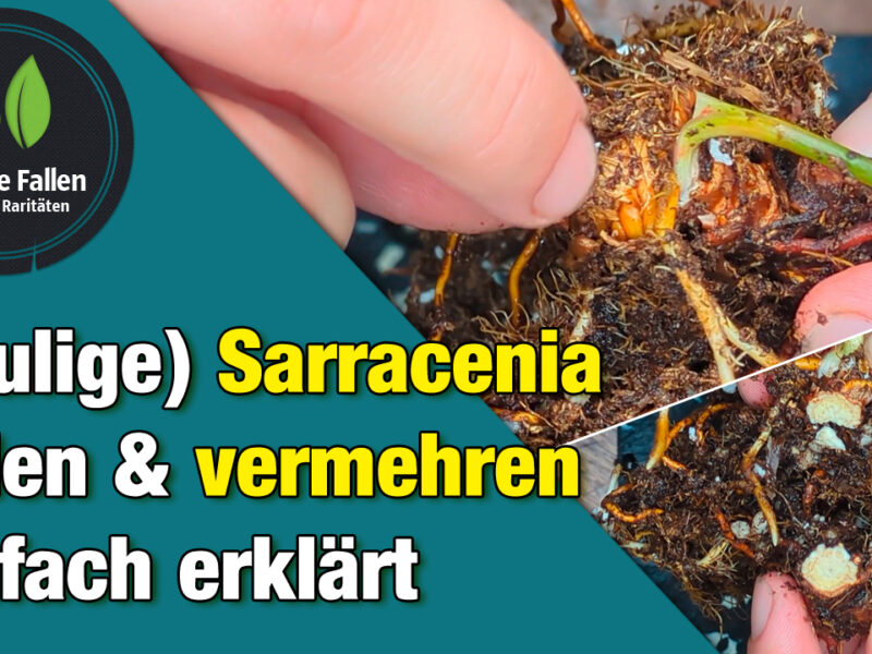 Sarracenia teilen für Anfänger