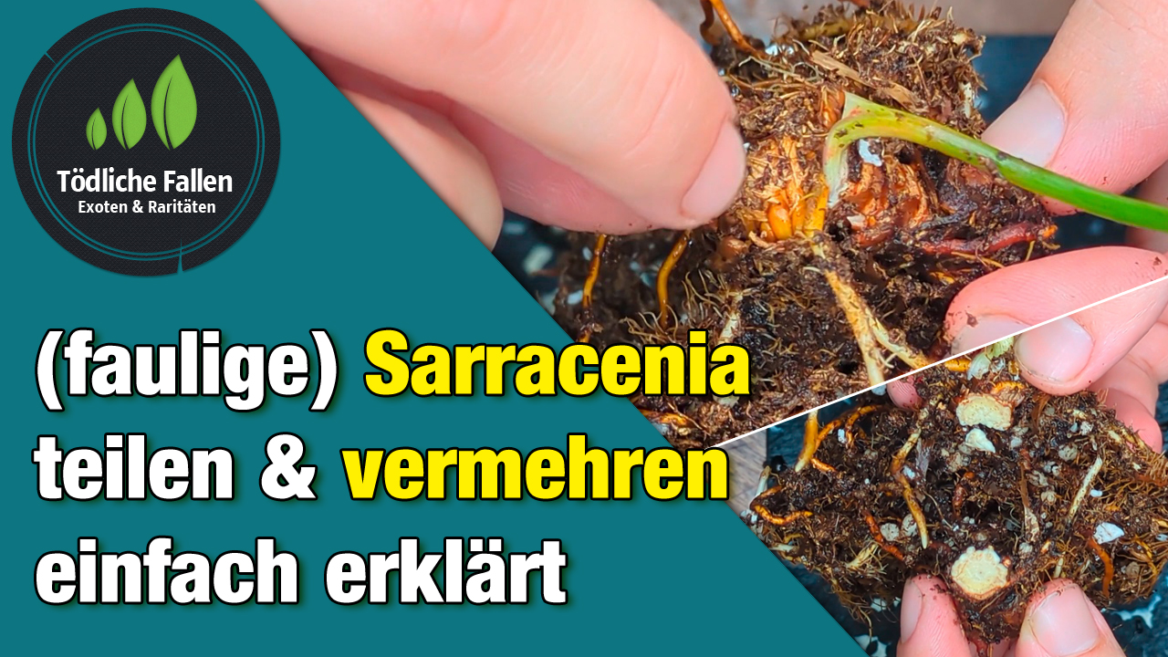 Sarracenia teilen für Anfänger