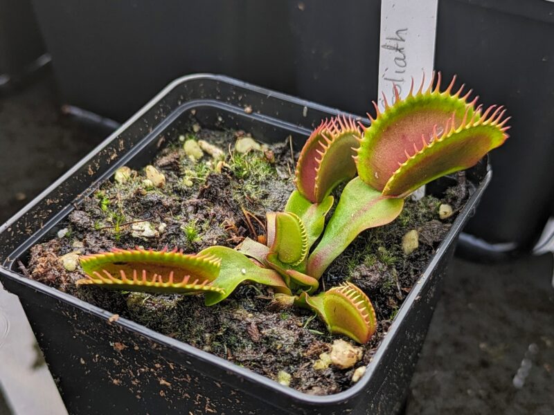 Dionaea muscipula ‚Goliath