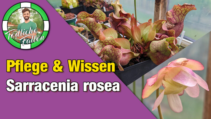 Pflegehinweise Sarracenia rosea