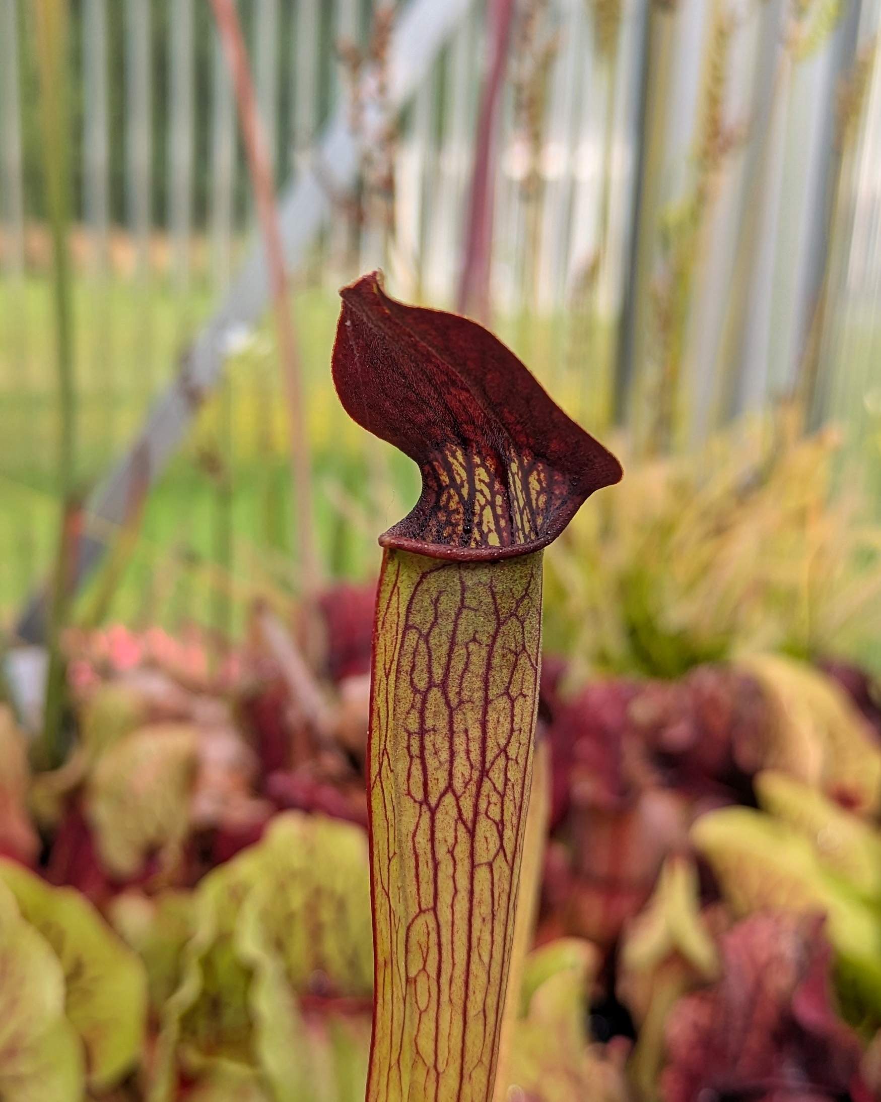 Sarracenia alata 'purple throat giant – Bild 2