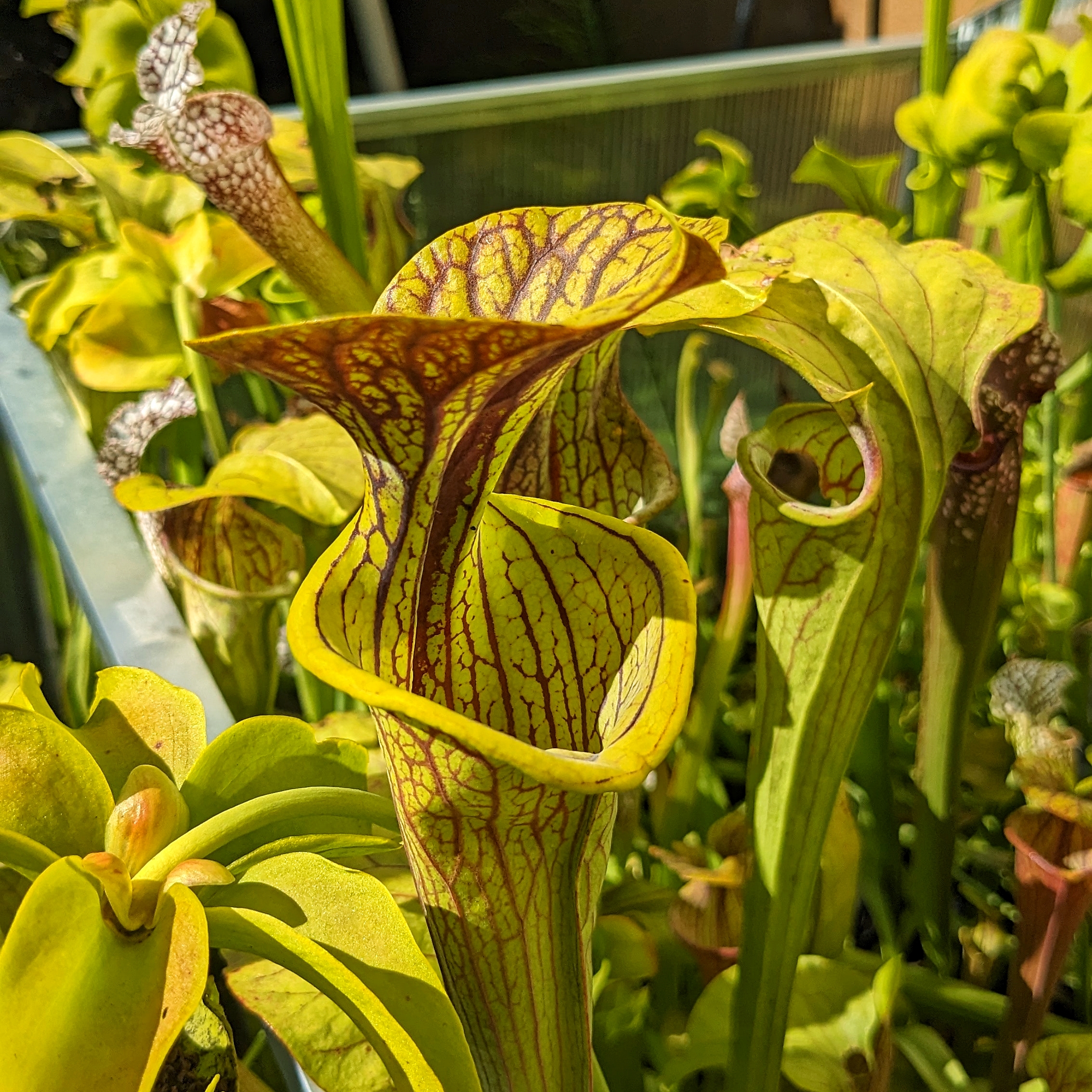 Sarracenia flava var. rubricorpora MPS F3