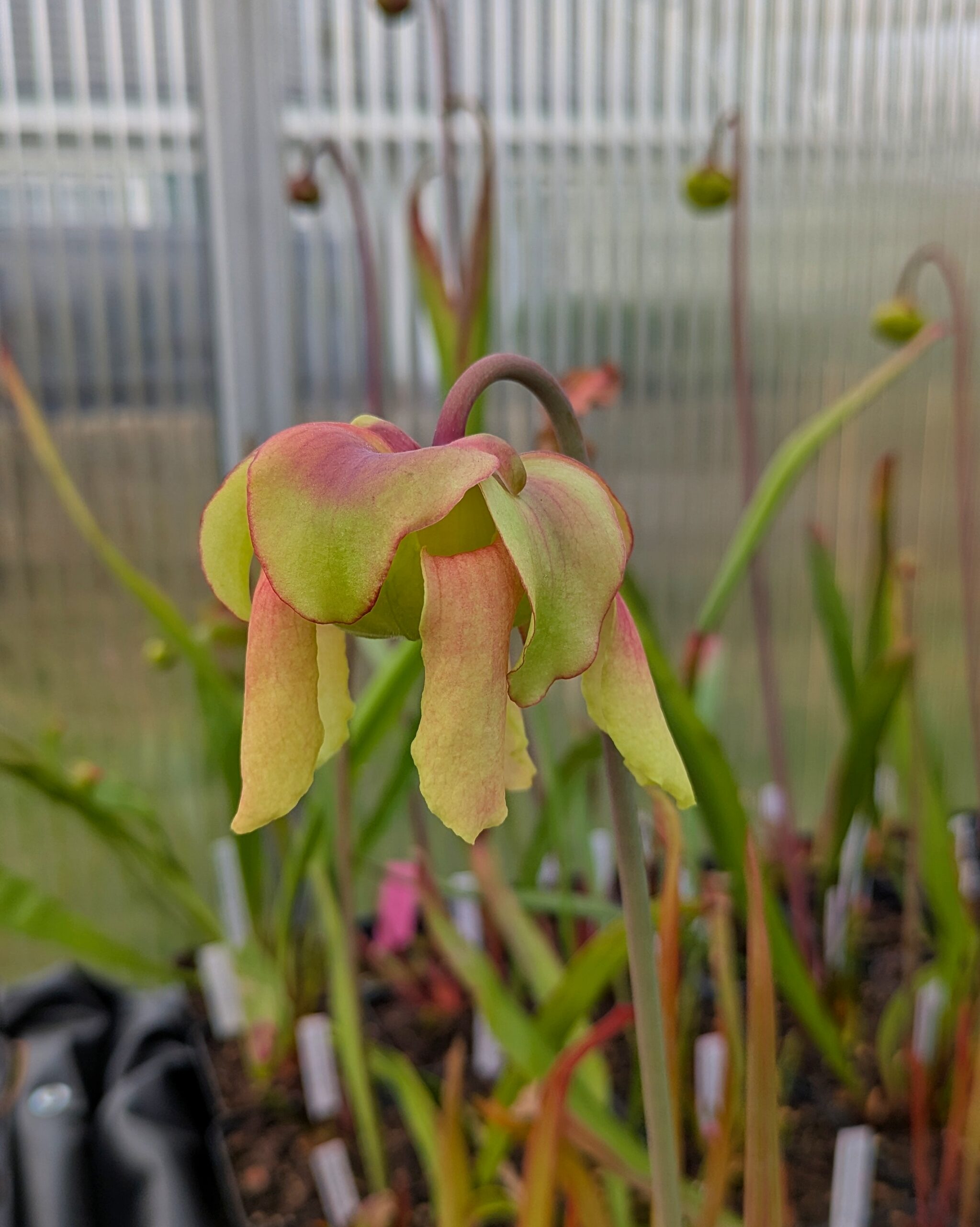 Sarracenia flava var. atropurpurea, Bay Co., FL CK F9 – Bild 2