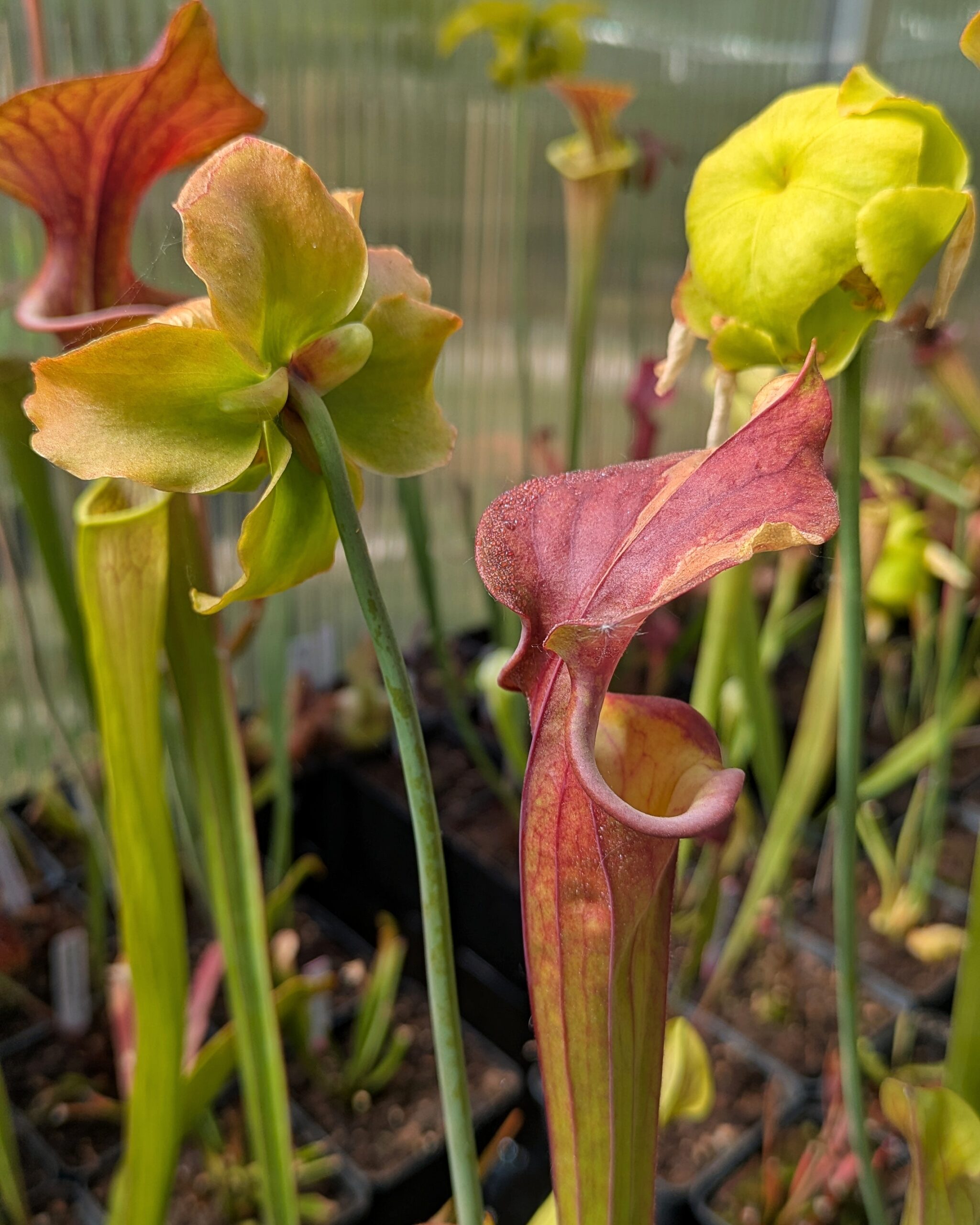 Sarracenia flava var. atropurpurea, Bay Co., FL CK F9 – Bild 3