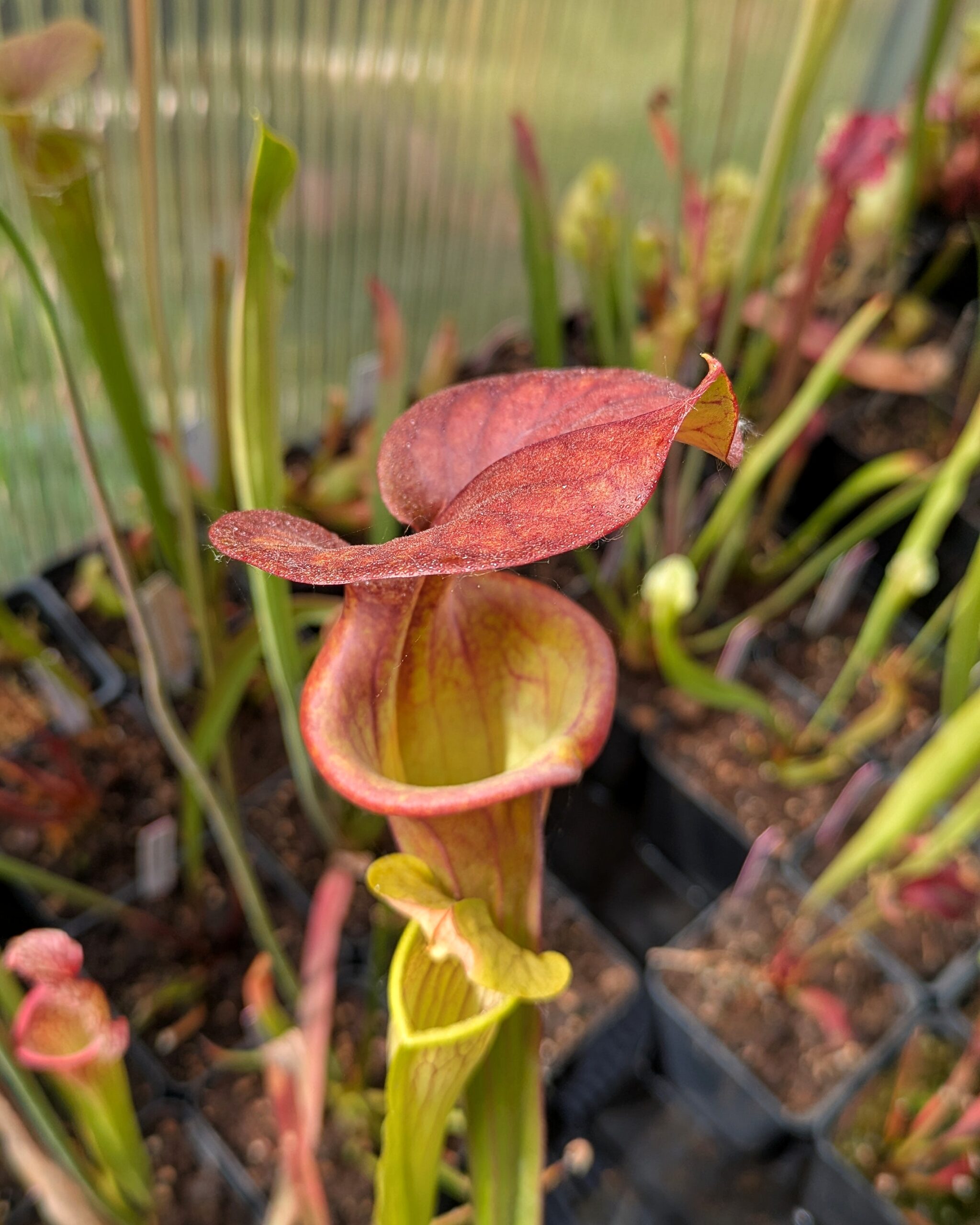 Sarracenia flava var. atropurpurea, Bay Co., FL CK F9