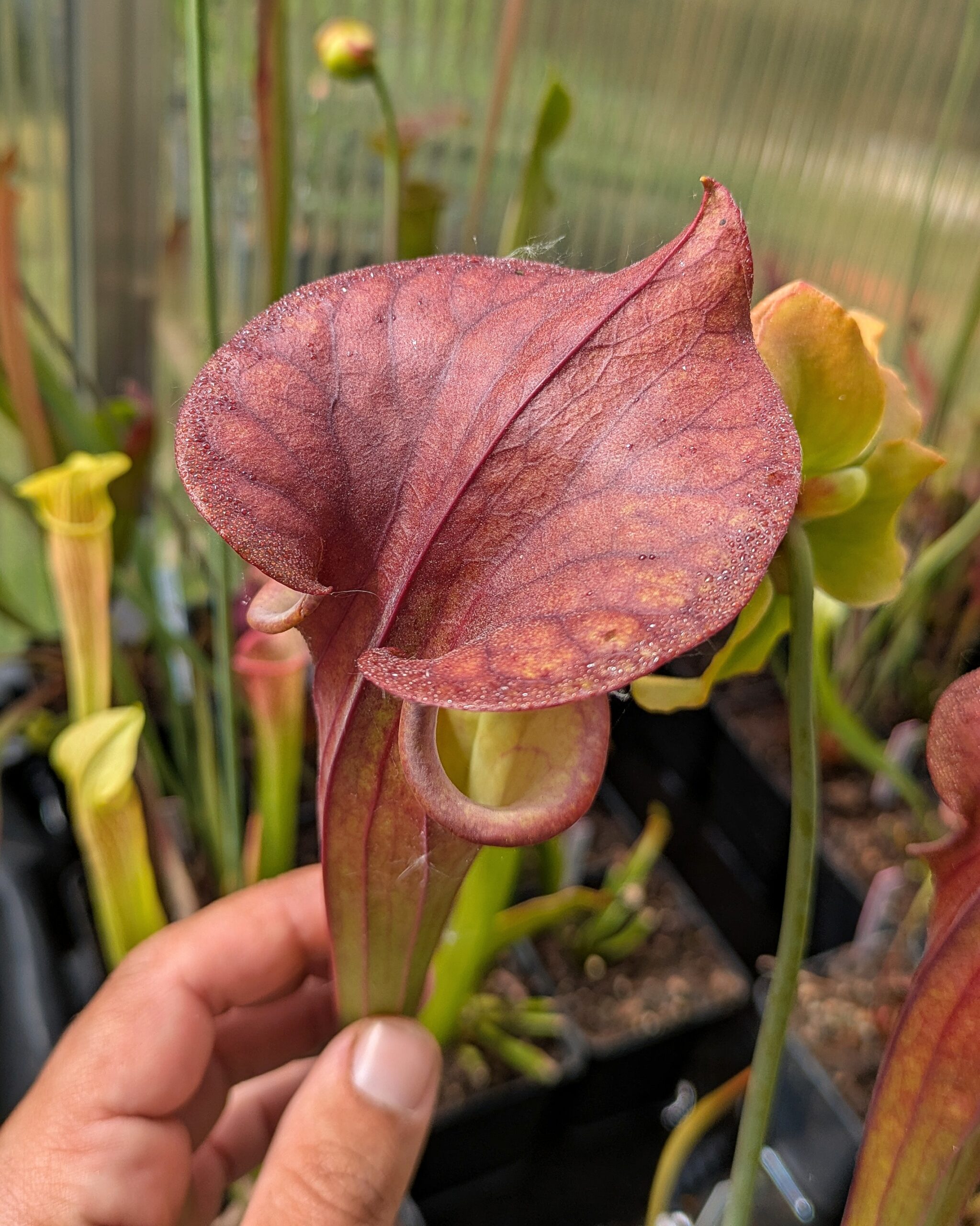 Sarracenia flava var. atropurpurea, Bay Co., FL CK F9 – Bild 4