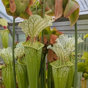 Sarracenia x moorei ‚Wilkerson’s White Knight‘, North Walton Co., FL