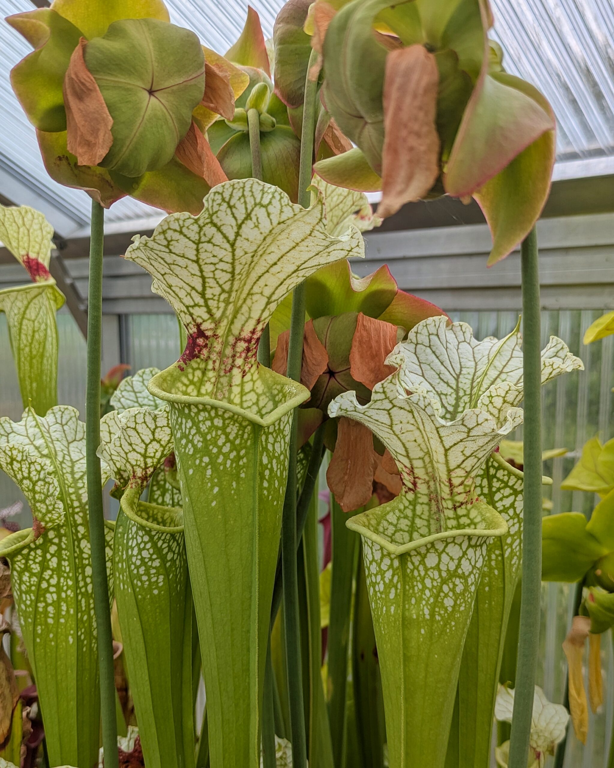 Sarracenia x moorei ‚Wilkerson’s White Knight‘, North Walton Co., FL