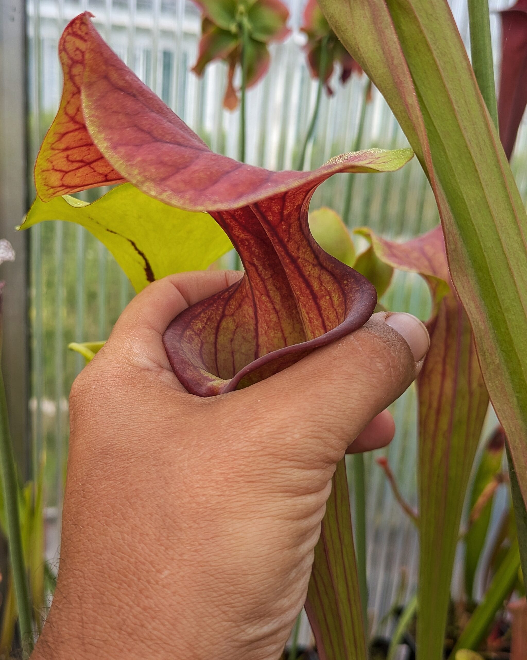 Sarracenia flava var. atropurpurea, Bay Co., FL MK F134 – Bild 3