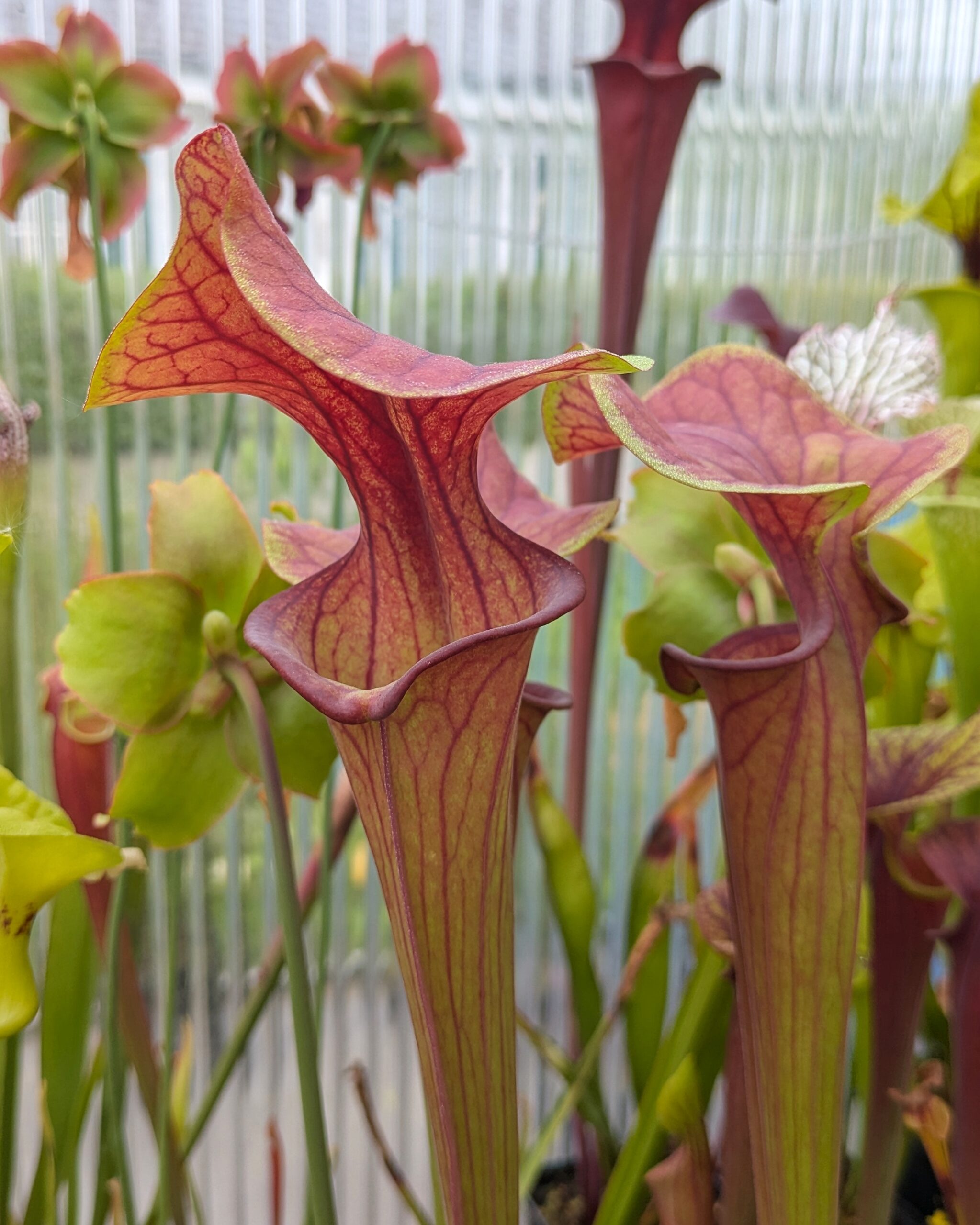 Sarracenia flava var. atropurpurea, Bay Co., FL MK F134