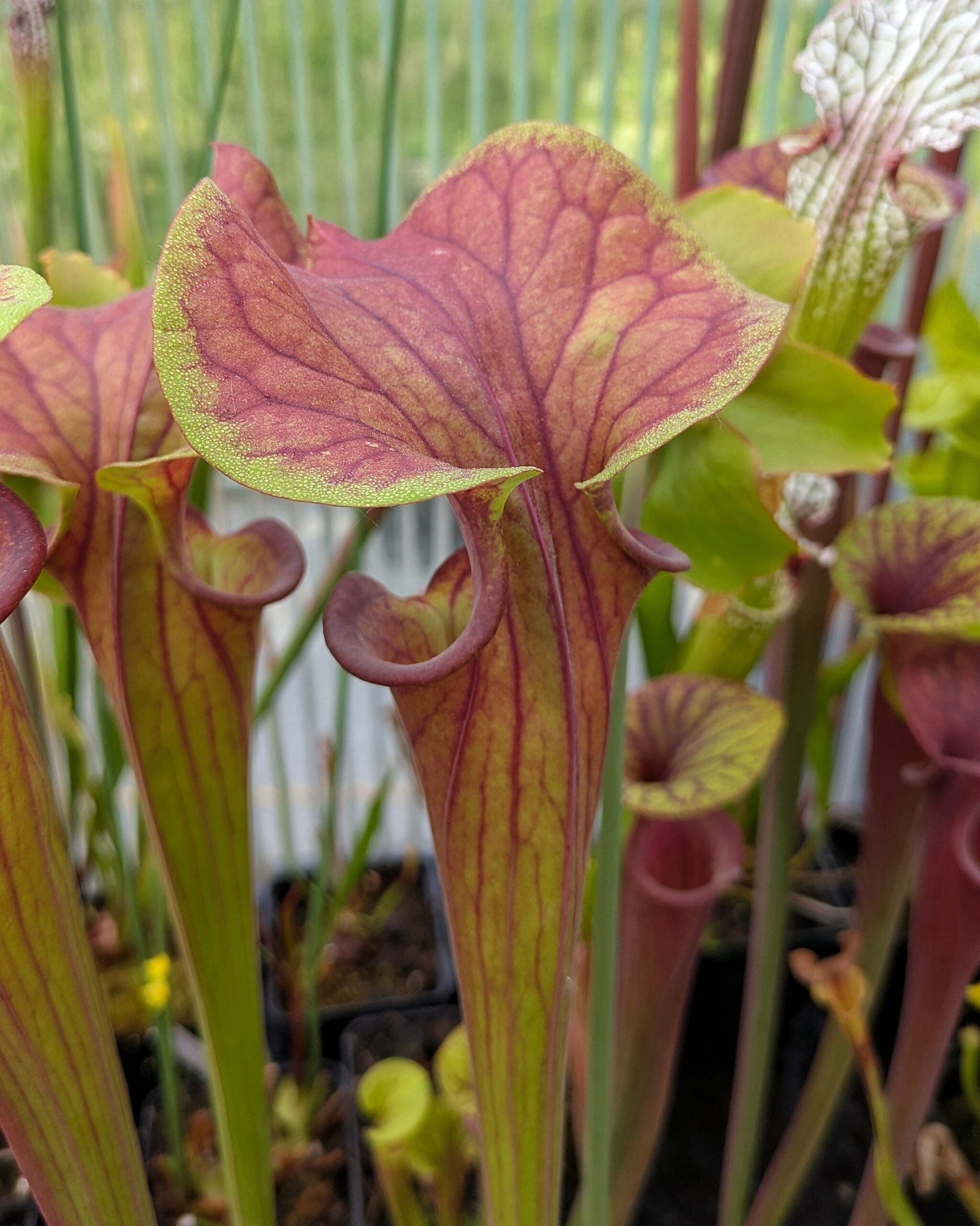 Sarracenia flava var. atropurpurea, Bay Co., FL MK F134 – Bild 2