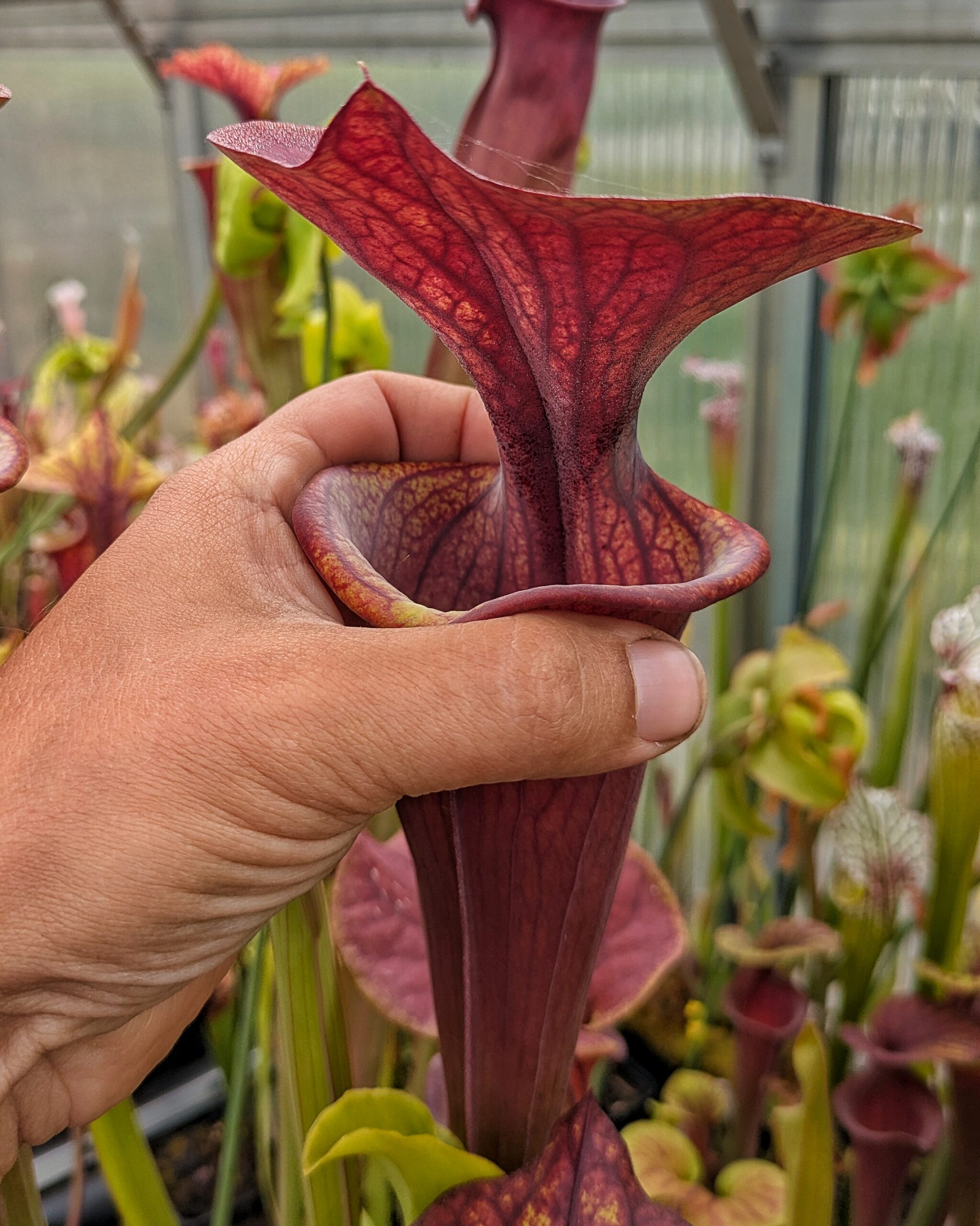 Sarracenia flava var. atropurpurea, Blackwater River State Forest, FL MK F27A – Bild 3
