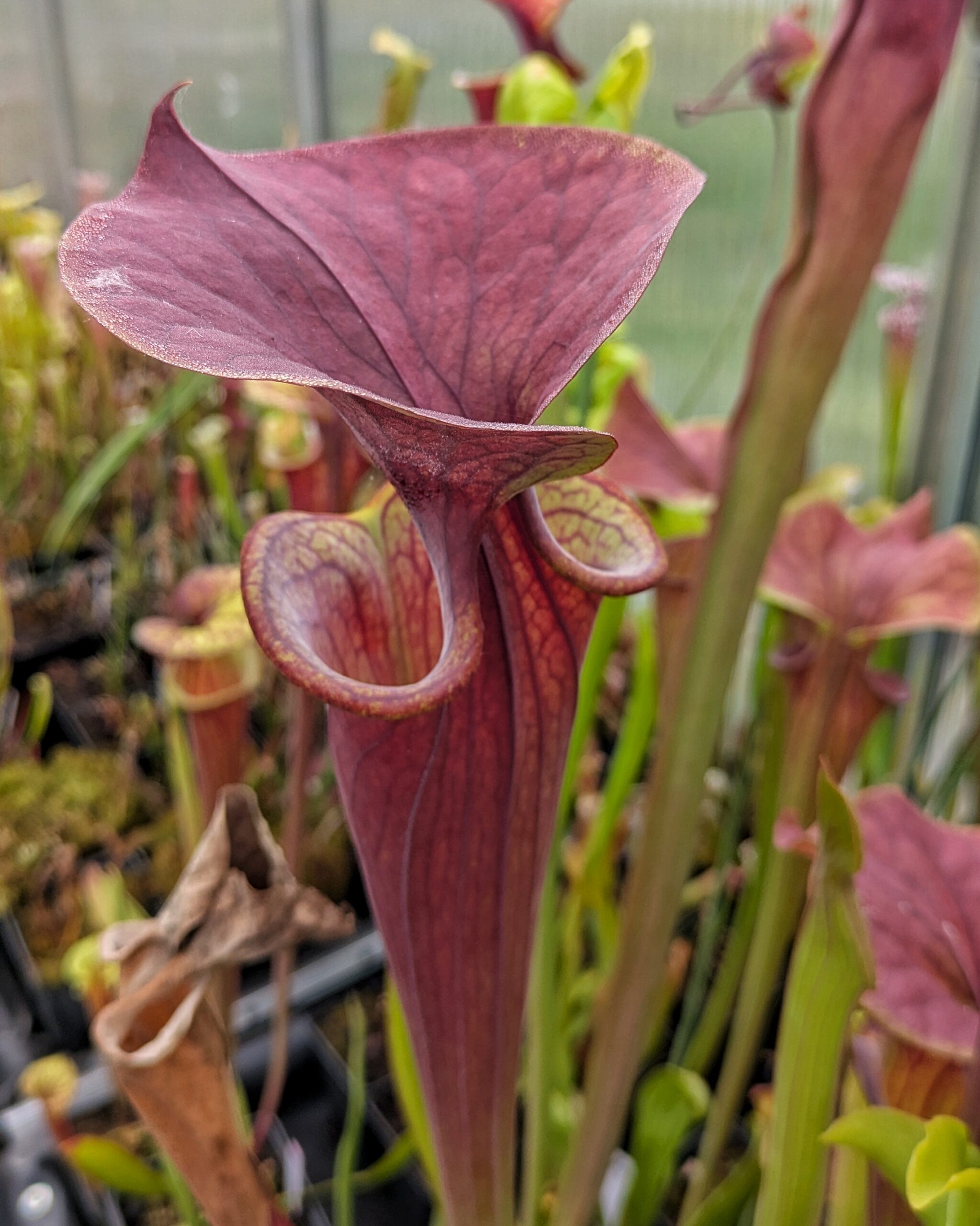 Sarracenia flava var. atropurpurea, Blackwater River State Forest, FL MK F27A – Bild 2