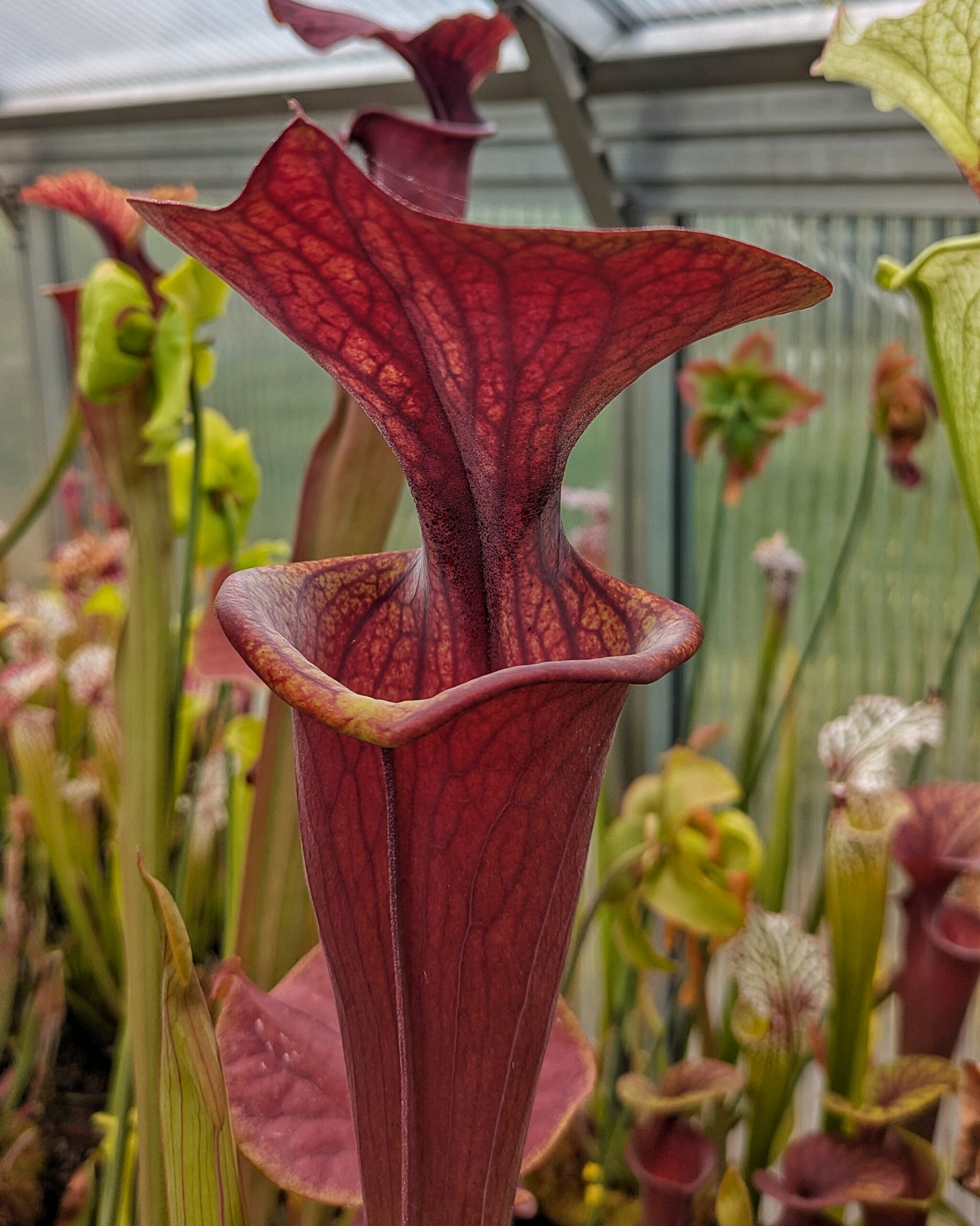 Sarracenia flava var. atropurpurea, Blackwater River State Forest, FL MK F27A