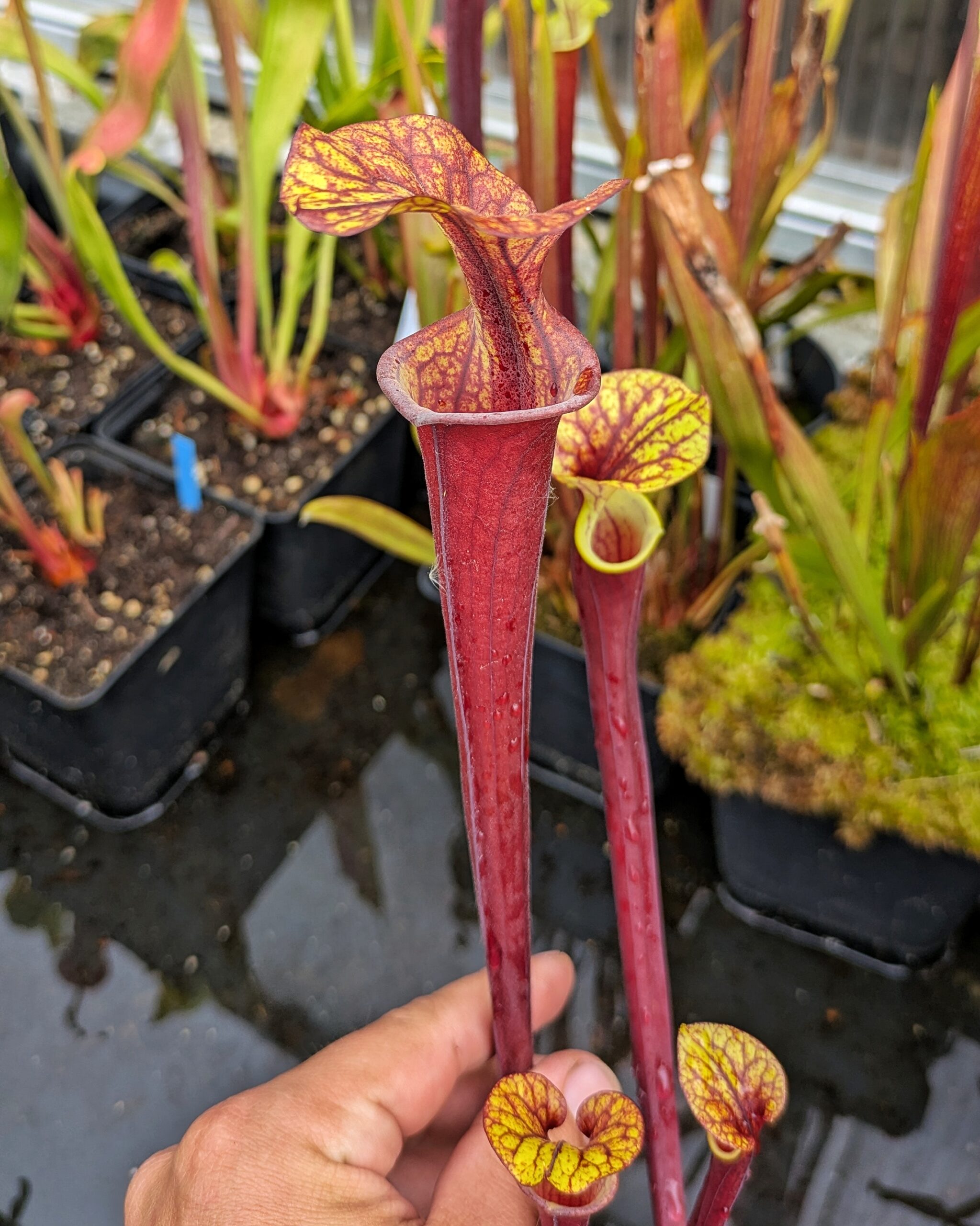 Sarracenia flava var. rubricorpora MK F71xF26