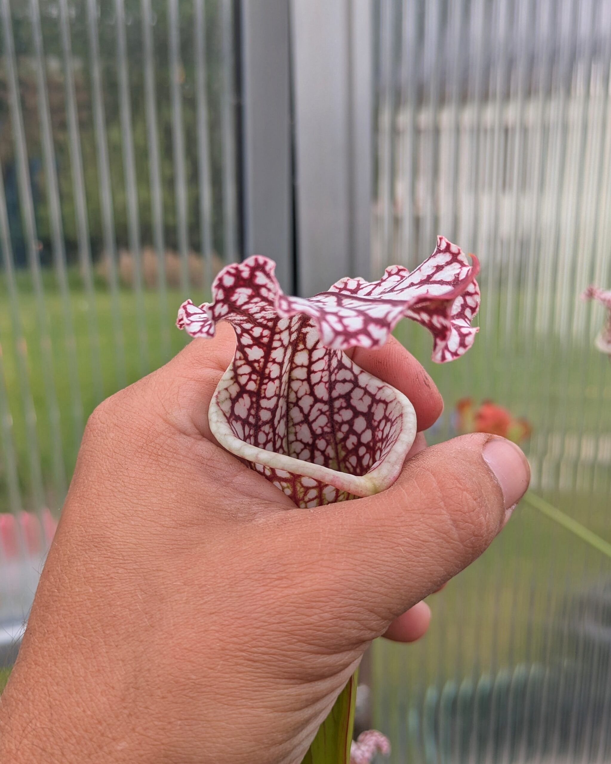 Sarracenia leucophylla - MPS L002 – Bild 2