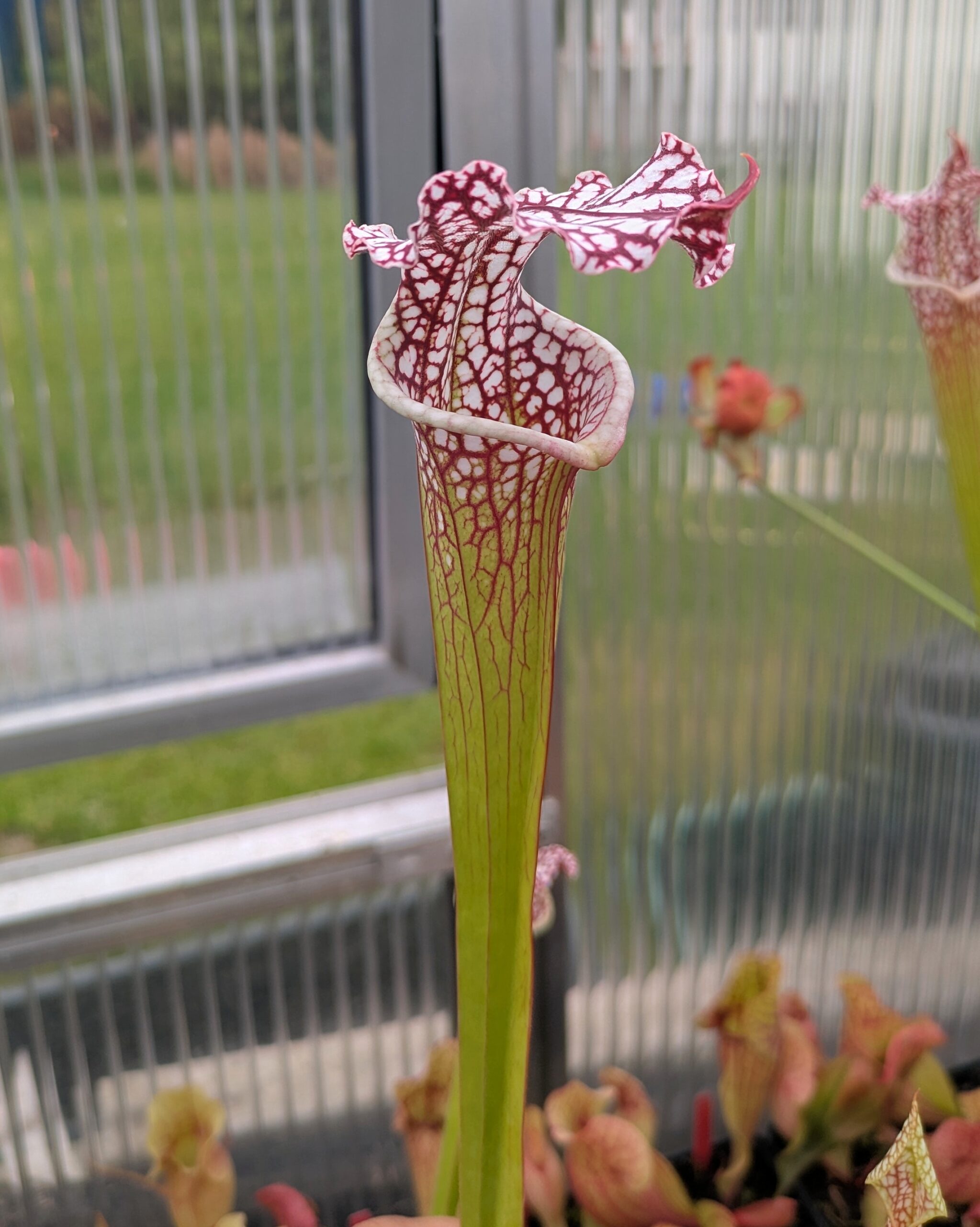 Sarracenia leucophylla - MPS L002