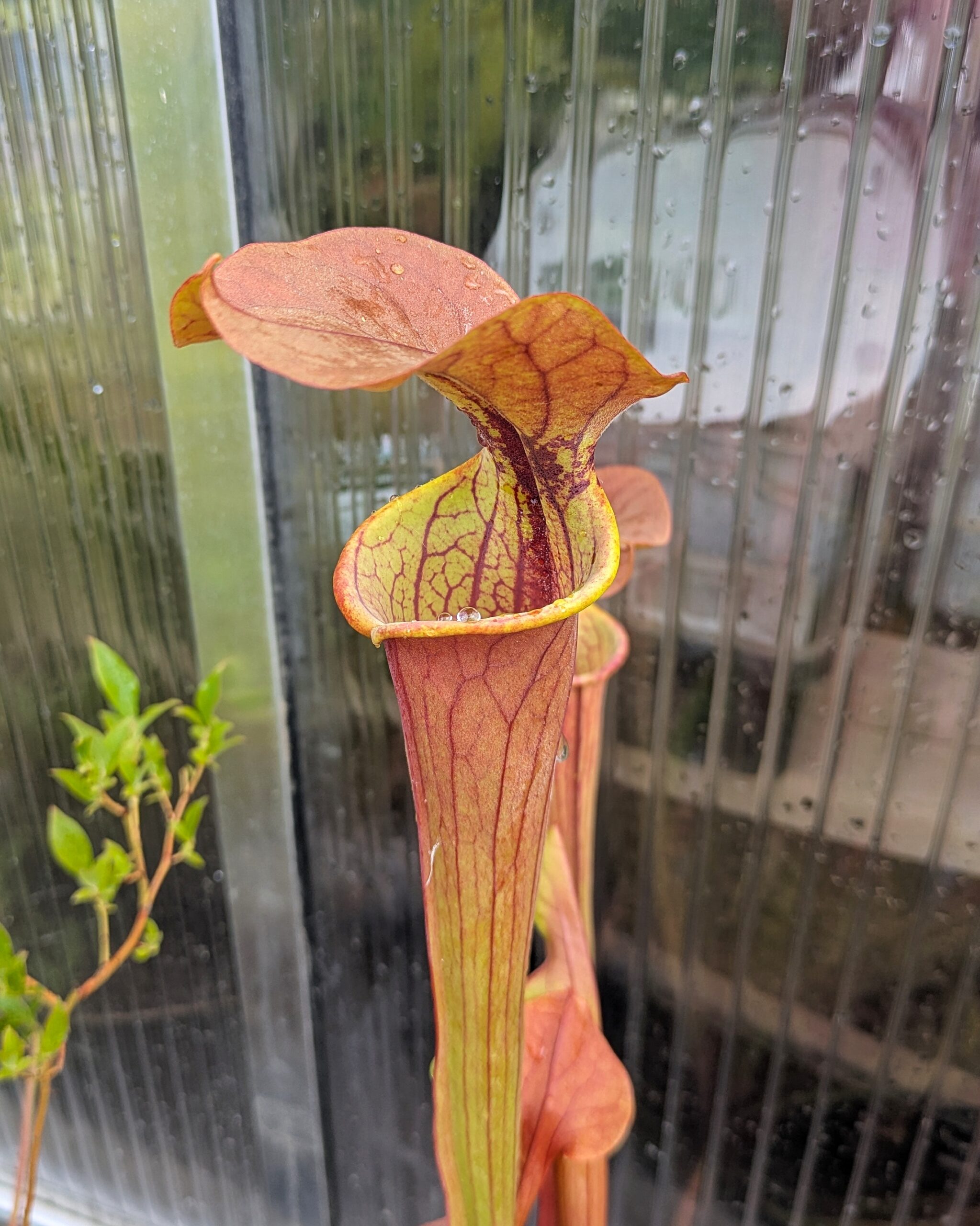Sarracenia x "Tygo"