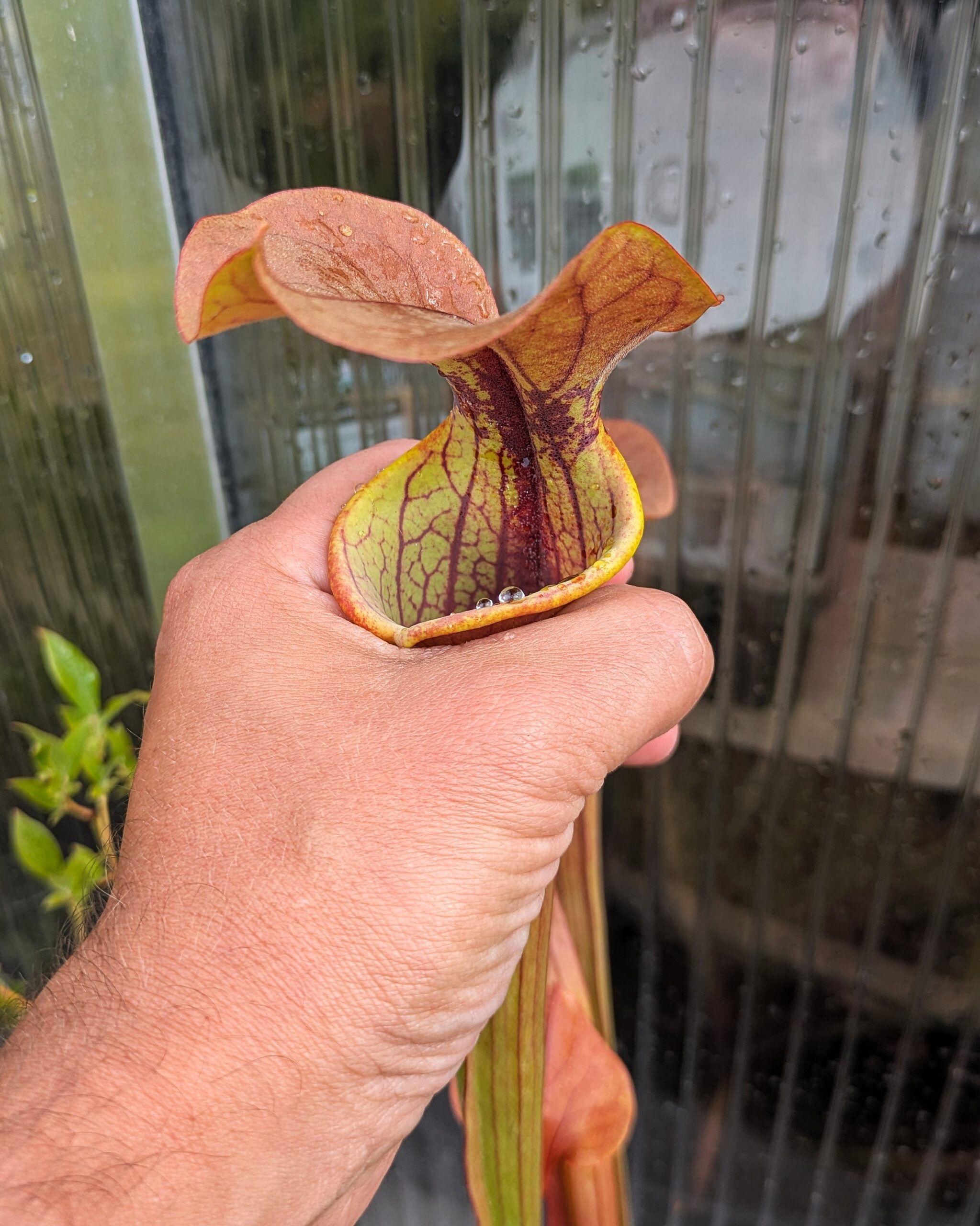 Sarracenia x "Tygo" – Bild 2