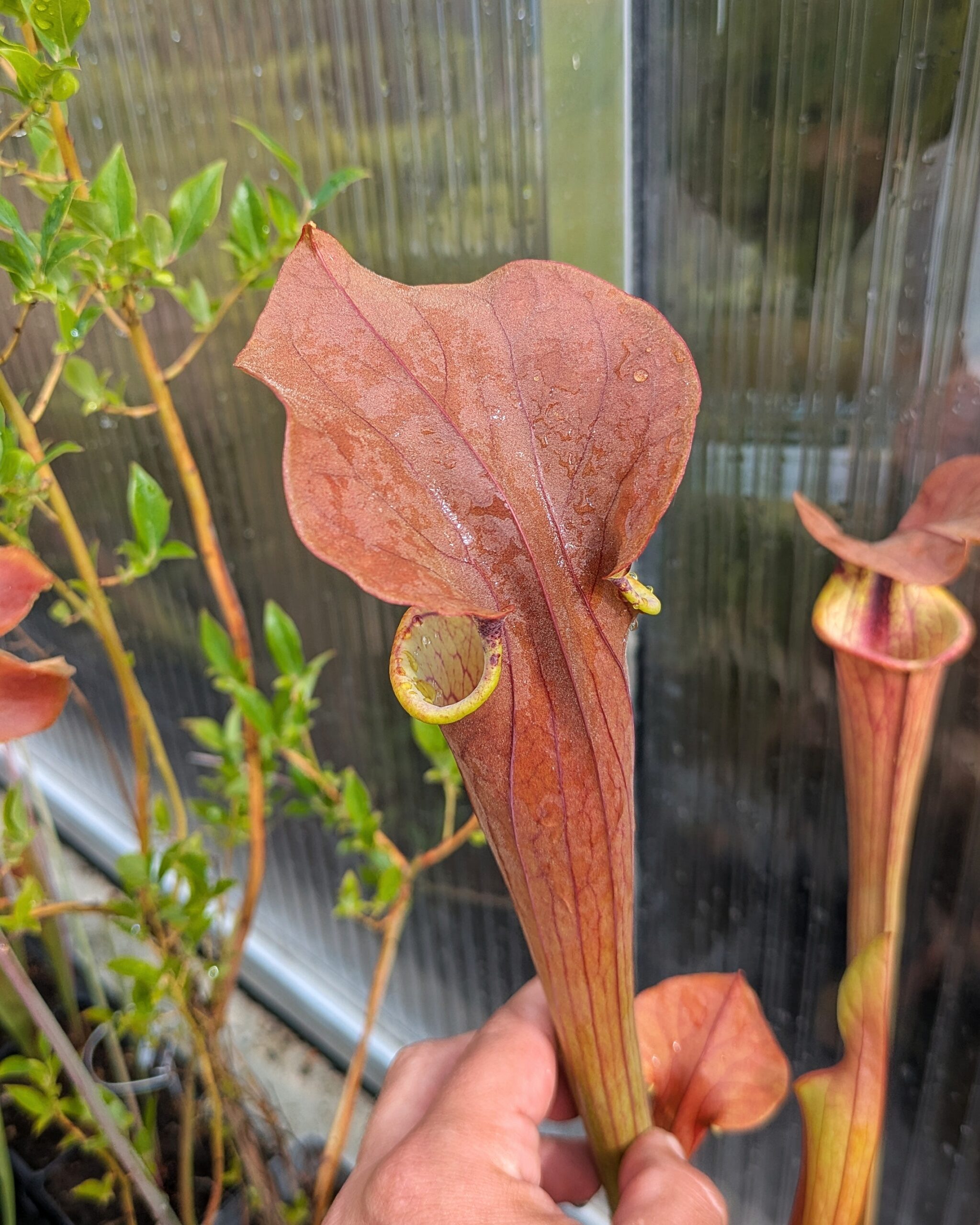 Sarracenia x "Tygo" – Bild 3